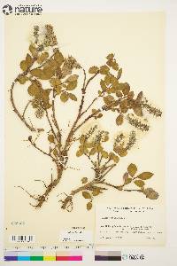 Salix arctica image