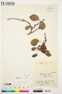 Salix arctica image