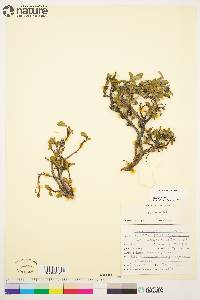 Salix arctica image