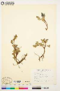 Salix arctica image