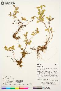 Salix arctica image