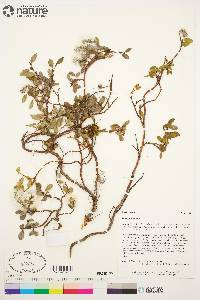 Salix arctica image