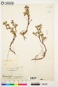 Salix arctica image