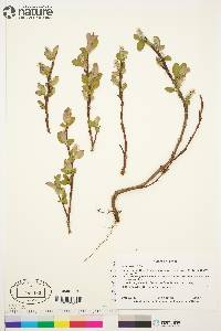 Salix arctica image