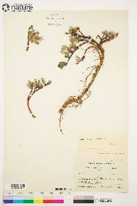 Salix arctica image