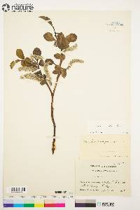 Salix arctica image