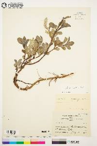 Salix arctica image