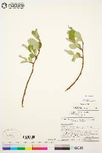 Salix arctica image