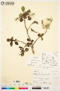 Salix arctica image