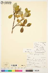 Salix arctica image