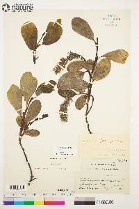 Salix arctica image