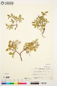 Salix arctica image