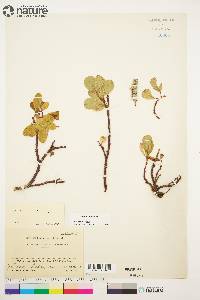 Salix arctica image