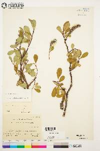 Salix arctica image