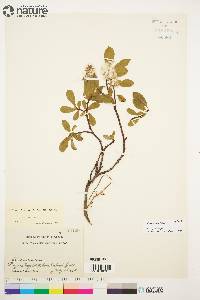 Salix arctica image