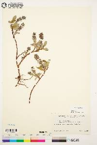 Salix arctica image