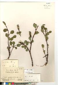 Salix arctica image