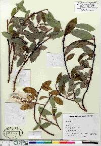 Salix arctica image