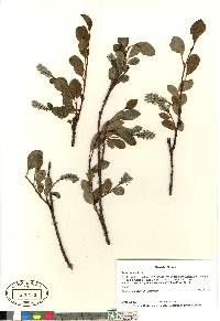 Salix arctica image