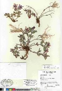 Chamerion latifolium image