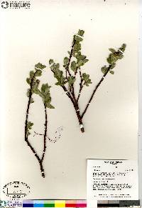 Salix arctica image