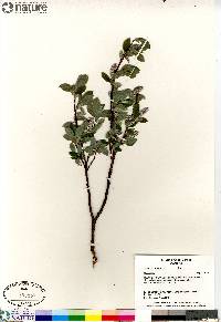 Salix arctica image