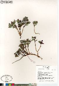 Chamerion latifolium image