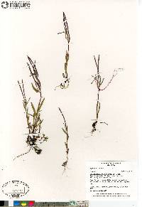 Epilobium palustre image