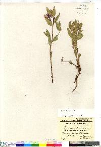 Chamerion latifolium image