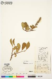 Salix arctica image