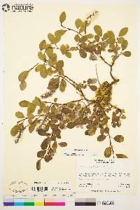 Salix arctica image