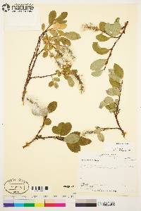 Salix arctica image