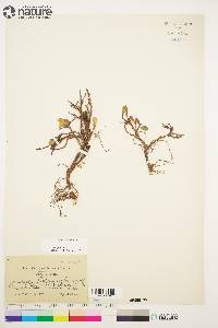 Salix arctica image