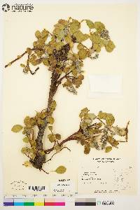 Salix arctica image