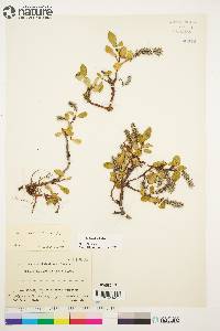 Salix arctica image