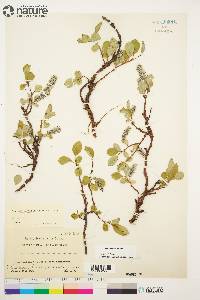 Salix arctica image