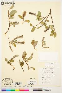 Salix arctica image