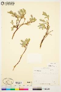 Salix arctica image