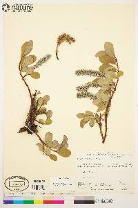 Salix arctica image