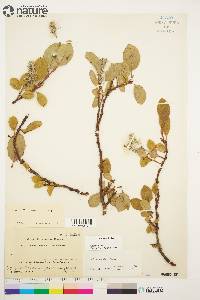 Salix arctica image