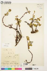 Salix arctica image