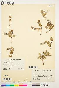 Salix arctica image