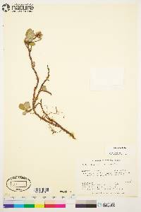 Salix arctica image