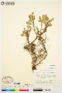 Salix arctica image