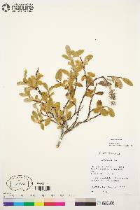 Salix arctica image