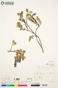 Salix arctica image