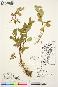 Salix arctica image