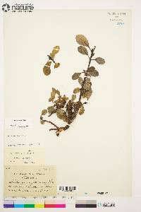 Salix arctica image