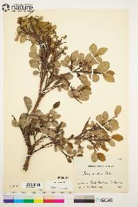 Salix arctica image