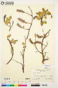 Salix arctica image